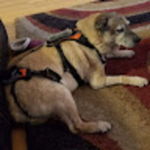 Meet your Posher, Paul